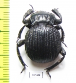 Gonopus sp.  Namibia - INSECTS-STORE.RU