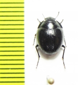 Gyrosis sp.  Namibia - INSECTS-STORE.RU