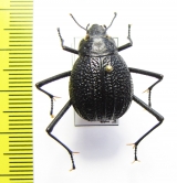 Onymacris plana, female  Namibia - INSECTS-STORE.RU