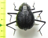 Onymacris plana, female  Namibia - INSECTS-STORE.RU