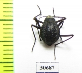 Stenodesia globulum  Namibia - INSECTS-STORE.RU