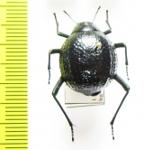 Physadesmia bullata  Namibia - INSECTS-STORE.RU