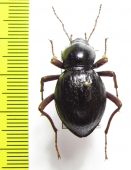 Psammodes pilosus  Namibia - INSECTS-STORE.RU