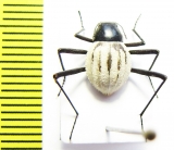 Stenocara eburnea, female  Namibia - INSECTS-STORE.RU