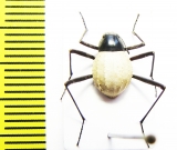 Stenocara eburnea, male  Namibia - INSECTS-STORE.RU