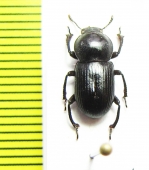 Stizopus sp.  Namibia - INSECTS-STORE.RU