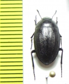 Zophosis sp.  Namibia - INSECTS-STORE.RU