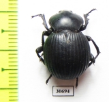 Gonopus sp.  Tanzania - INSECTS-STORE.RU