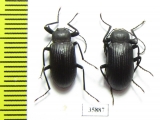 Tenebrionidae sp.  Tanzania - INSECTS-STORE.RU
