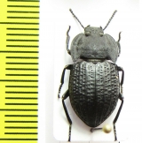 Tenebrionidae sp.  Tanzania - INSECTS-STORE.RU