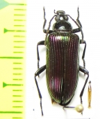 Tenebrionidae sp.  Tanzania - INSECTS-STORE.RU