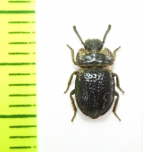 Tenebrionidae sp.  Tanzania - INSECTS-STORE.RU