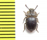 Tenebrionidae sp.  Tanzania - INSECTS-STORE.RU