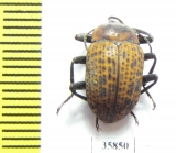 Tenebrionidae sp.  Tanzania - INSECTS-STORE.RU