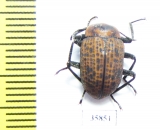 Tenebrionidae sp.  Tanzania - INSECTS-STORE.RU