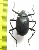 Eupezus sp.  Tanzania - INSECTS-STORE.RU