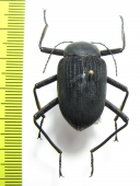 Eupezus sp.  Tanzania - INSECTS-STORE.RU