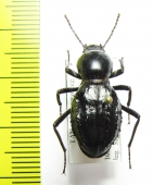 Psammophanes lateridens  Tanzania - INSECTS-STORE.RU