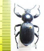 Pycnocerus revoili fairmairei  Tanzania - INSECTS-STORE.RU