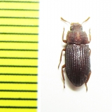 Tenebrionidae sp.  Madagascar - INSECTS-STORE.RU