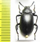 Tenebrionidae sp.  Madagascar - INSECTS-STORE.RU