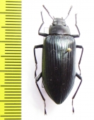 Tenebrionidae sp.  Madagascar - INSECTS-STORE.RU