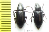 Tenebrionidae sp.  Madagascar - INSECTS-STORE.RU