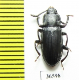 Tenebrionidae sp.  Madagascar - INSECTS-STORE.RU