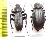Tenebrionidae sp., pair  Madagascar - INSECTS-STORE.RU