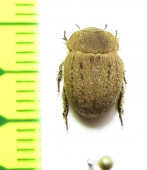 Bartolozzia hispida  Madagascar - INSECTS-STORE.RU