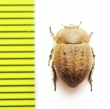 Bartolozzia hispida  Madagascar - INSECTS-STORE.RU