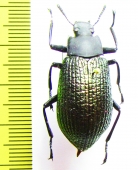 Drocleana puberula  Madagascar - INSECTS-STORE.RU