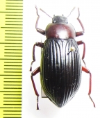 Drocleana sp.  Madagascar - INSECTS-STORE.RU