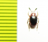 Heterophylus obesus  Madagascar - INSECTS-STORE.RU