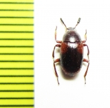 Heterophylus quadrimaculatus  Madagascar - INSECTS-STORE.RU