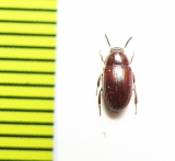 Platydema sp.  Madagascar - INSECTS-STORE.RU