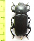 Styphacus decorsei  Madagascar - INSECTS-STORE.RU