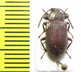 Tenebrionidae sp.  Central Africa Rep. - INSECTS-STORE.RU