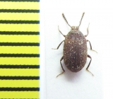 Tenebrionidae sp.  Central Africa Rep. - INSECTS-STORE.RU