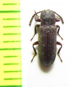 Tenebrionidae sp.  Central Africa Rep. - INSECTS-STORE.RU