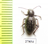 Tenebrionidae sp.  Namibia - INSECTS-STORE.RU