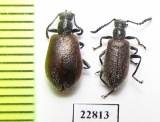 Tenebrionidae sp., pair  South Africa Rep. - INSECTS-STORE.RU
