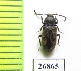 Tenebrionidae sp.  South Africa Rep. - INSECTS-STORE.RU