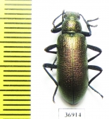 Tenebrionidae sp.  South Africa Rep. - INSECTS-STORE.RU