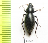 Tenebrionidae sp.  South Africa Rep. - INSECTS-STORE.RU