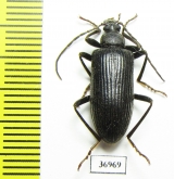 Tenebrionidae sp.  South Africa Rep. - INSECTS-STORE.RU