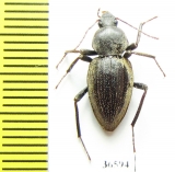 Tenebrionidae sp.  South Africa Rep. - INSECTS-STORE.RU