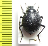 Physosterna sp.  South Africa Rep. - INSECTS-STORE.RU