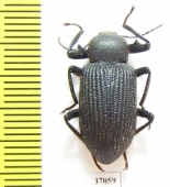 Tenebrionidae sp.  South Africa Rep. - INSECTS-STORE.RU