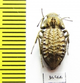 Tenebrionidae sp.  South Africa Rep. - INSECTS-STORE.RU